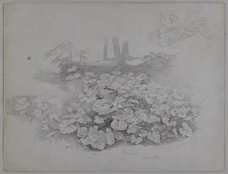 Plantenstudie, 11 september 1867